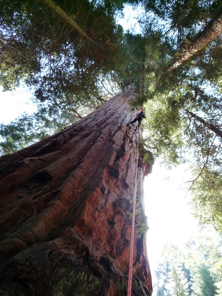 Climbing the Stagg giant sequoia