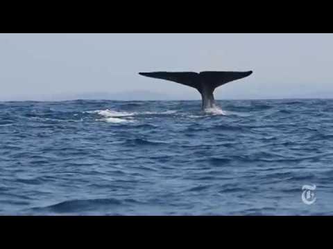 Saving Sri Lanka's Blue Whales