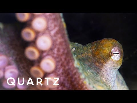 Through Alien Eyes