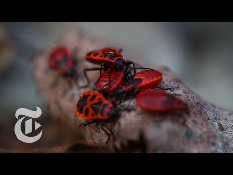 The Animals of Chernobyl