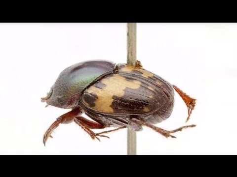 Digitizing Natural History