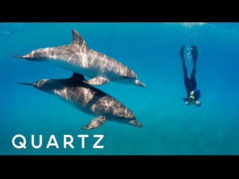 Inside Our Quest to Talk to Dolphins