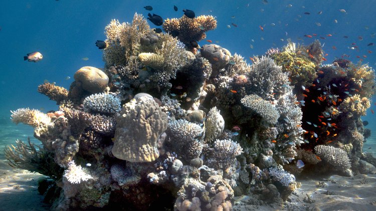 Sea-Thru: The Algorithm That Removes the Water From Underwater Images